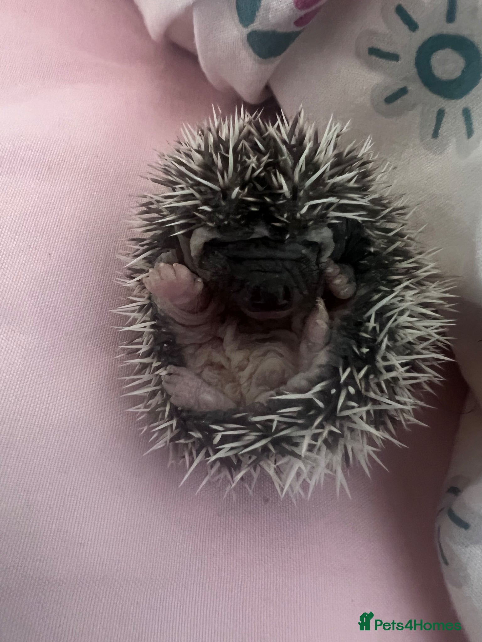 Pygmy Hedgehog rodents African Pygmy hedgehogs hoglets  - Advert 15