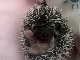 Pygmy Hedgehog rodents African Pygmy hedgehogs hoglets - Advert 13