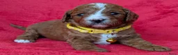 Cavapoo dogs for sale: Adorable Cavapoo Puppies From Licensed Breeder - Advert 20