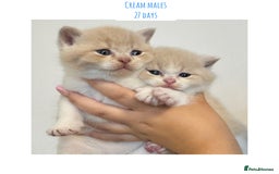 British Shorthair cats for sale: Gccf registered British shorthair kittens - Image 8