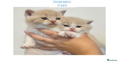 British Shorthair cats - Advert 15