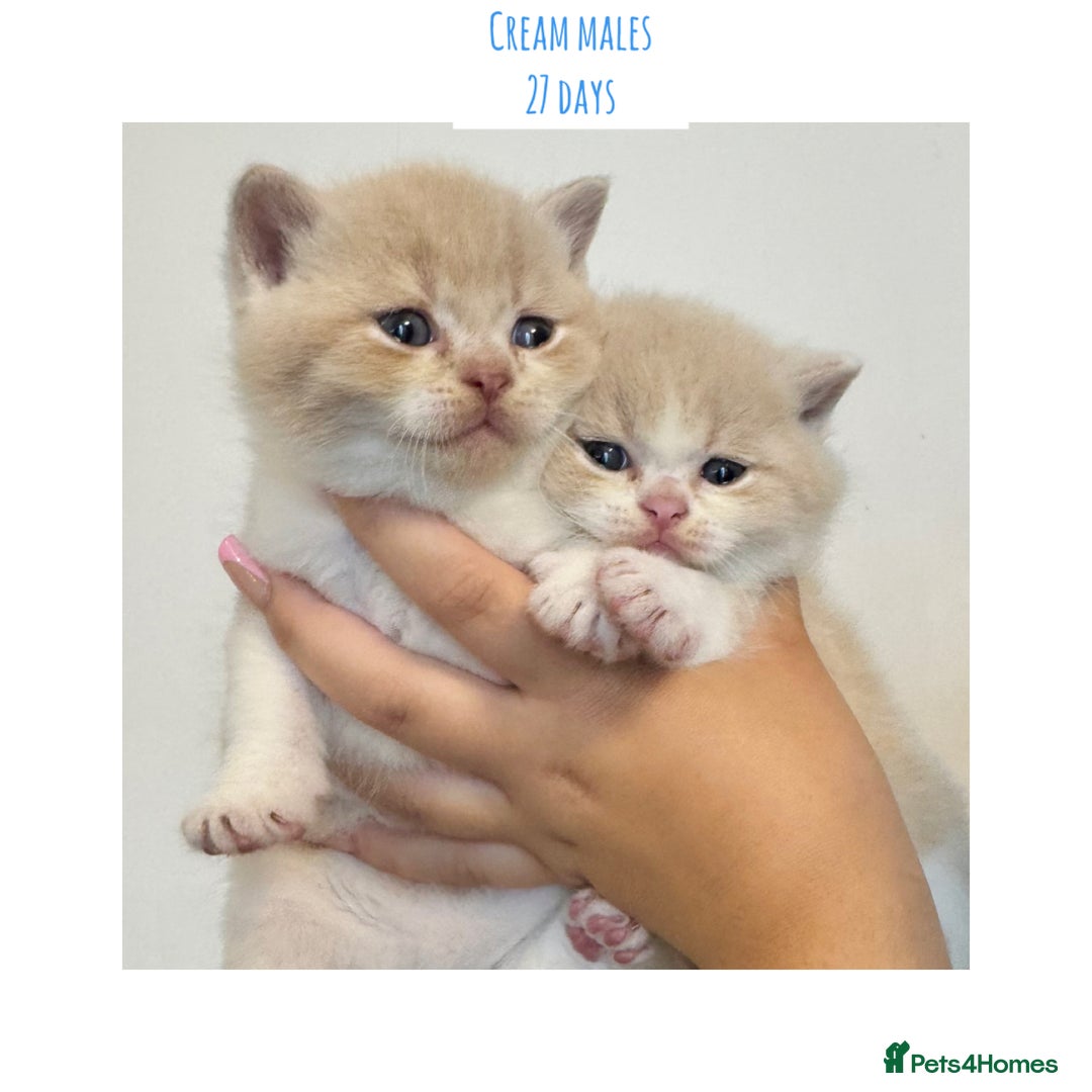 British Shorthair cats for sale: Gccf registered British shorthair kittens - Image 8