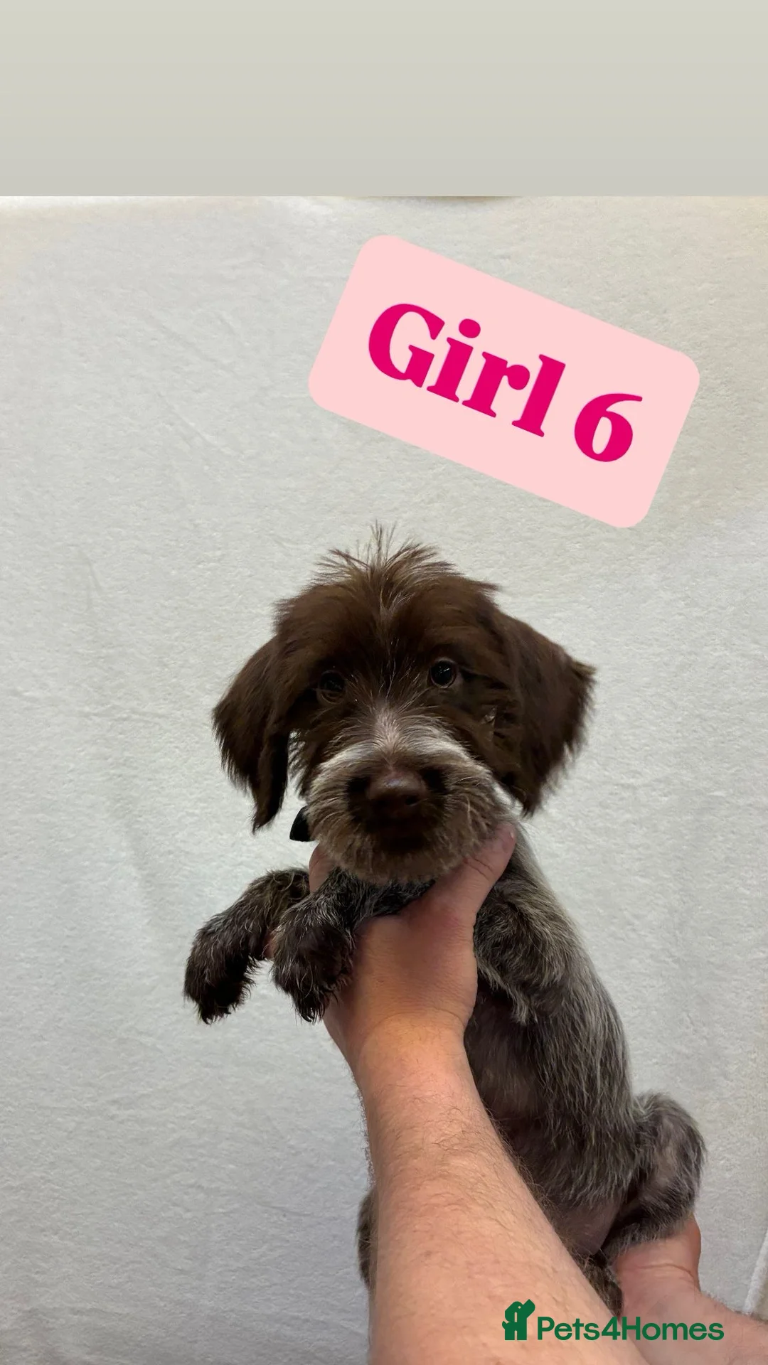 German Wirehaired Pointer dogs for sale: German wire hair pointers for sale - Advert 35
