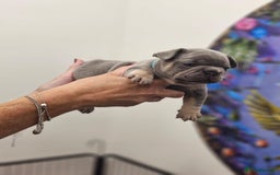 French Bulldog dogs for sale: 6 French Bulldog puppies (3 girls, 3 boys) - Image 17