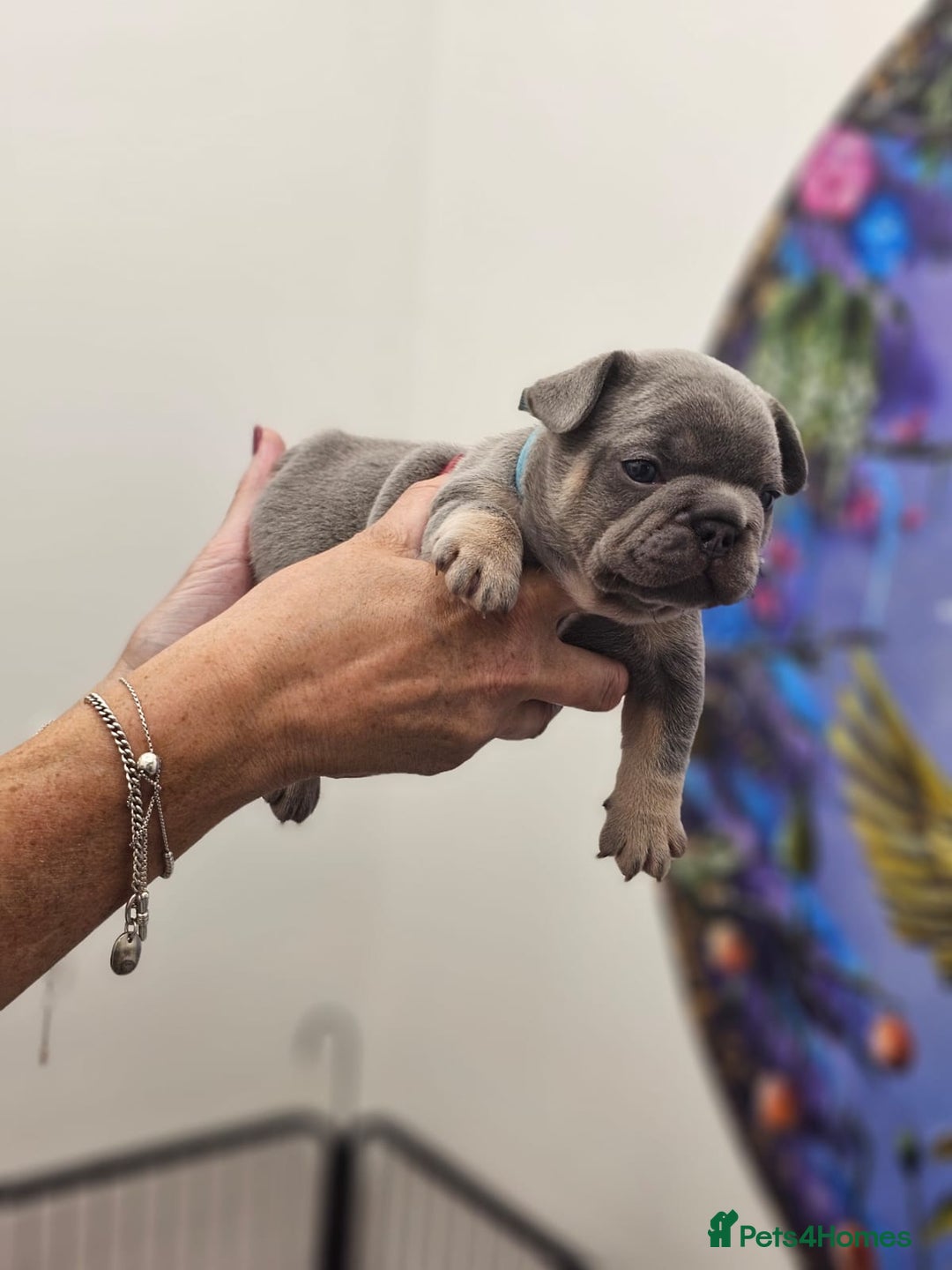 French Bulldog dogs for sale: 6 French Bulldog puppies (3 girls, 3 boys) - Image 17