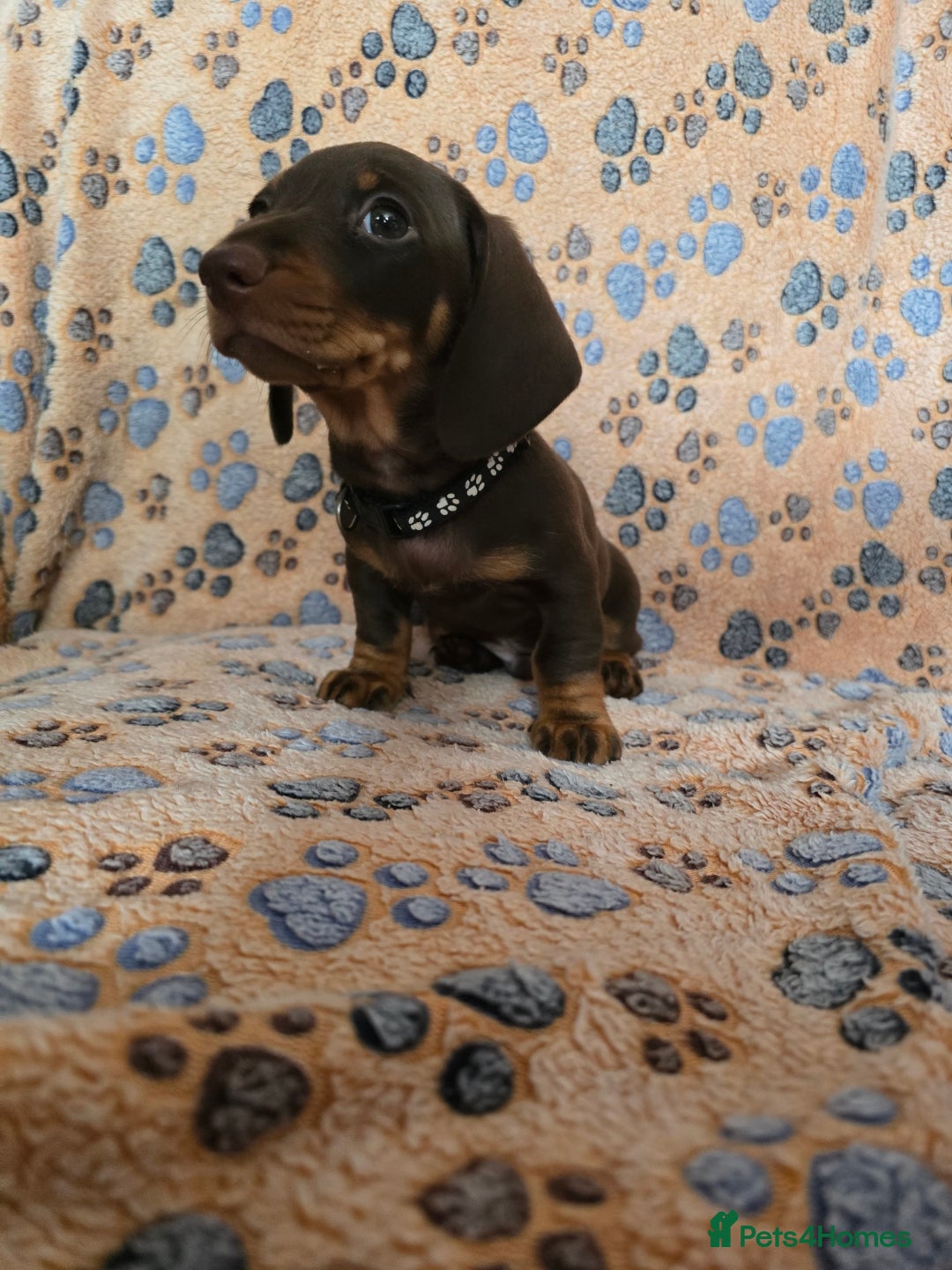 Miniature Dachshund dogs for sale: Miniature Dachshund Puppy - Image 6
