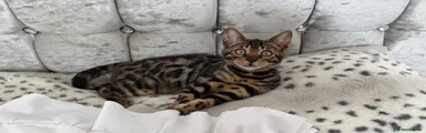 Bengal Kitten 4