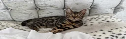 Bengal cats for sale: BENGAL 🔥 KITTENS TICA REGISTERED  - Advert 23