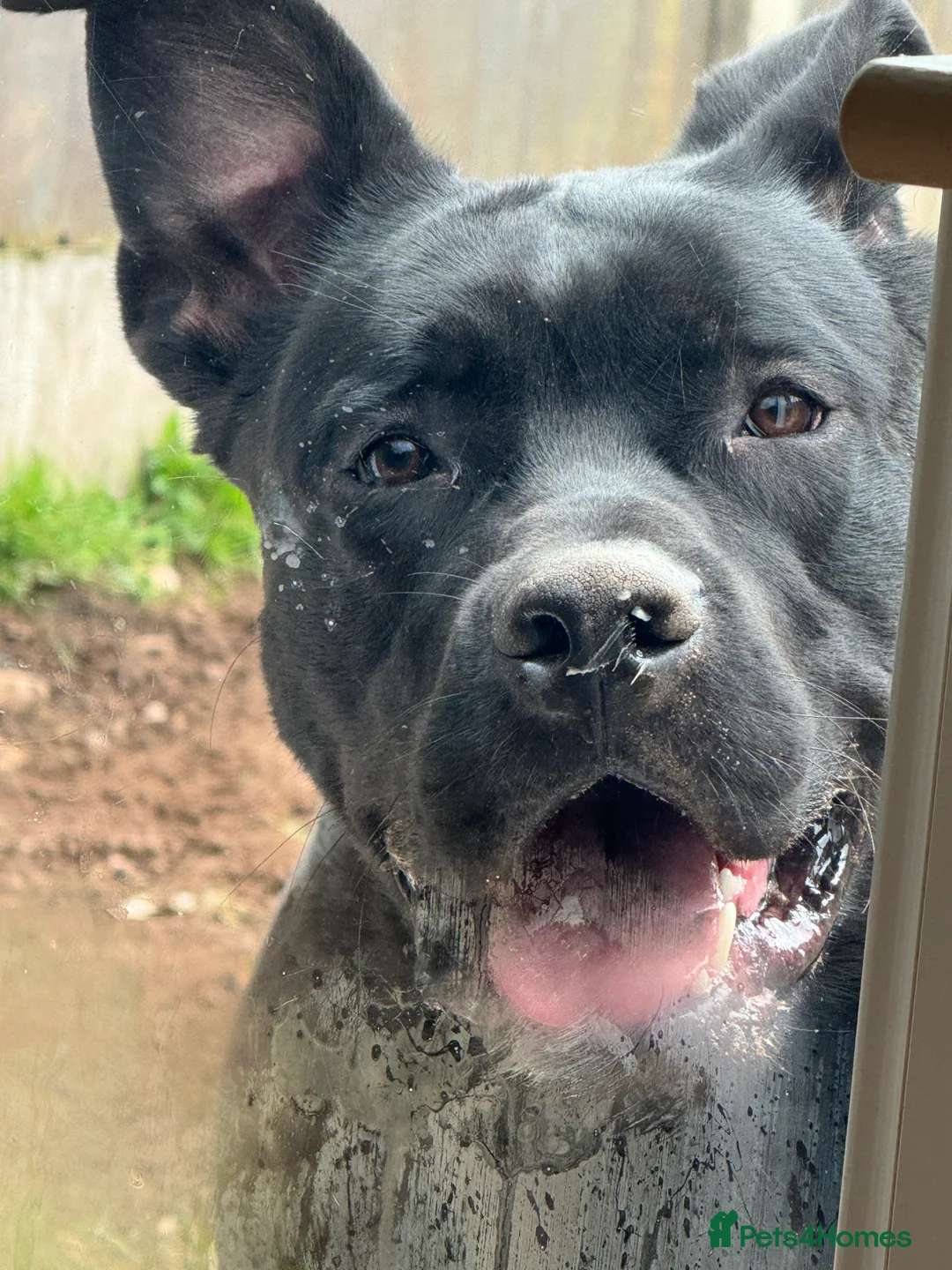 Mixed Breed dogs for sale: German corso (cane corso x German Shepard) - Advert 5