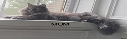 Maine Coon cats for sale: Maine Coon girl 9 months - Advert 3