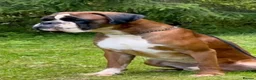 Boxer dogs for stud: Extensively Health Tested European Stud - Advert 3