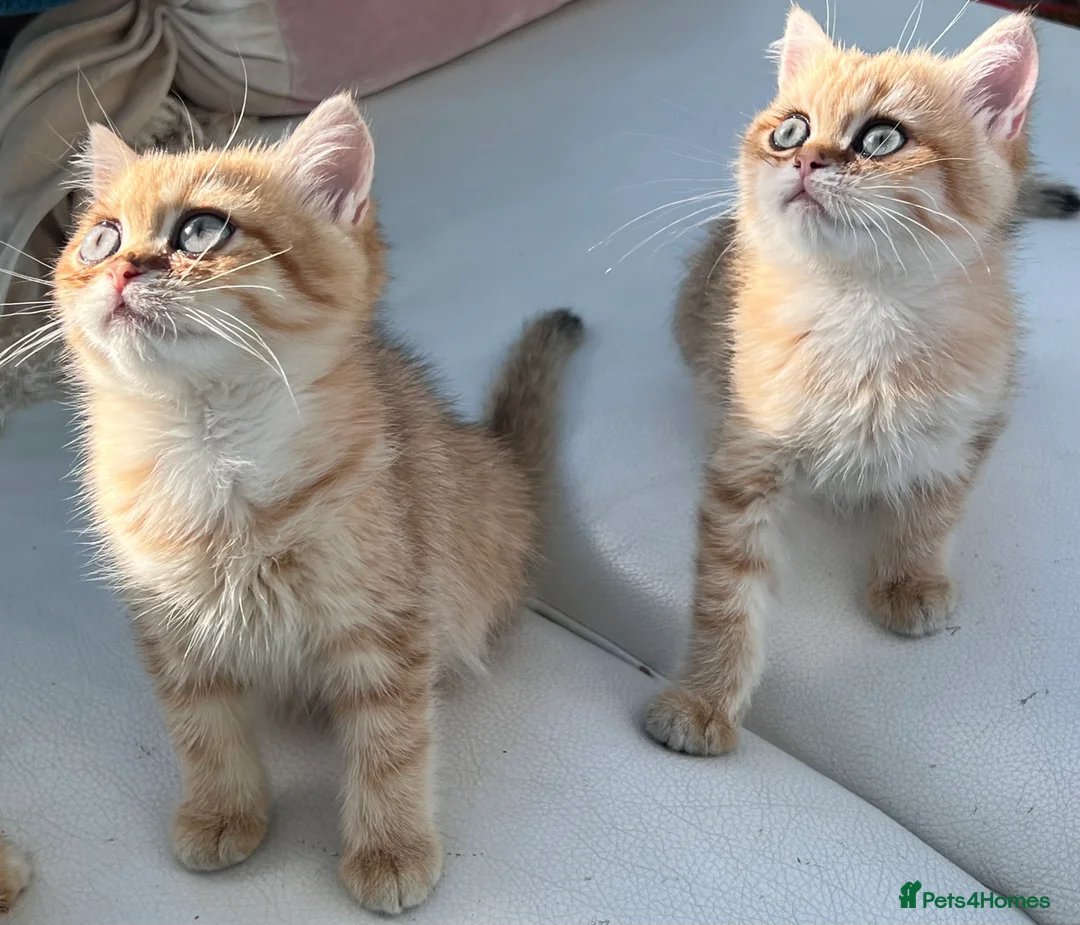 British Shorthair cats for sale: GCCFreg shampion parents  BSH  golden chinchilla   - Advert 22