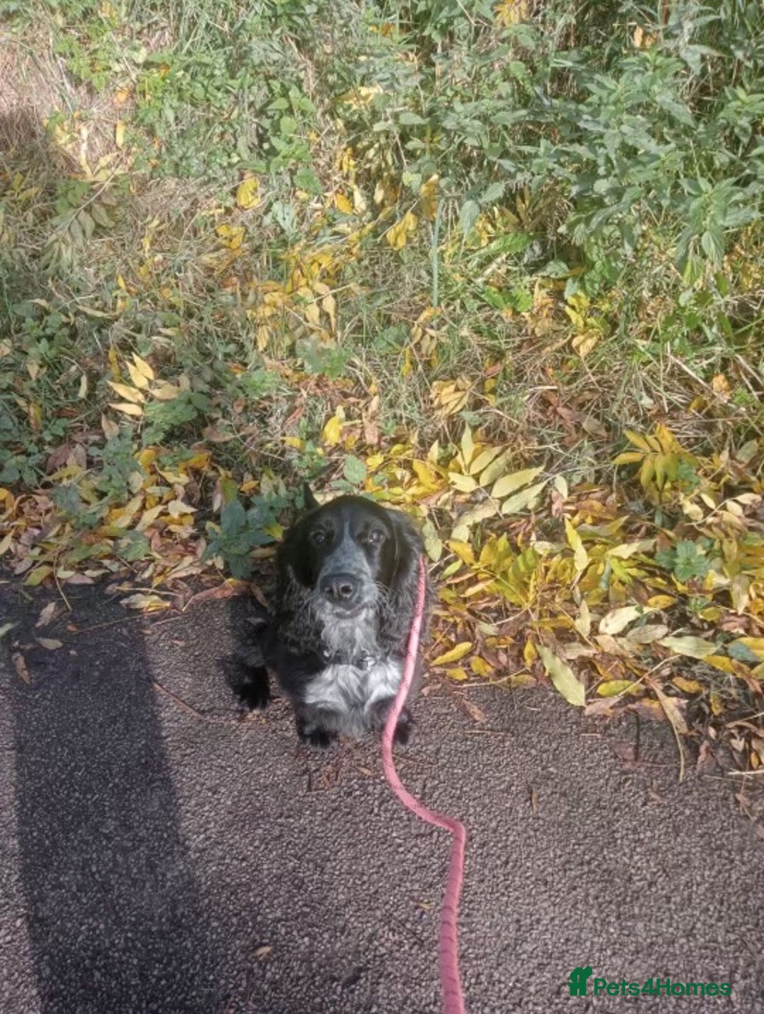 Cockapoo dogs for sale: 6-Month Cockapoo Puppy – Experienced Owner Only - Advert 10