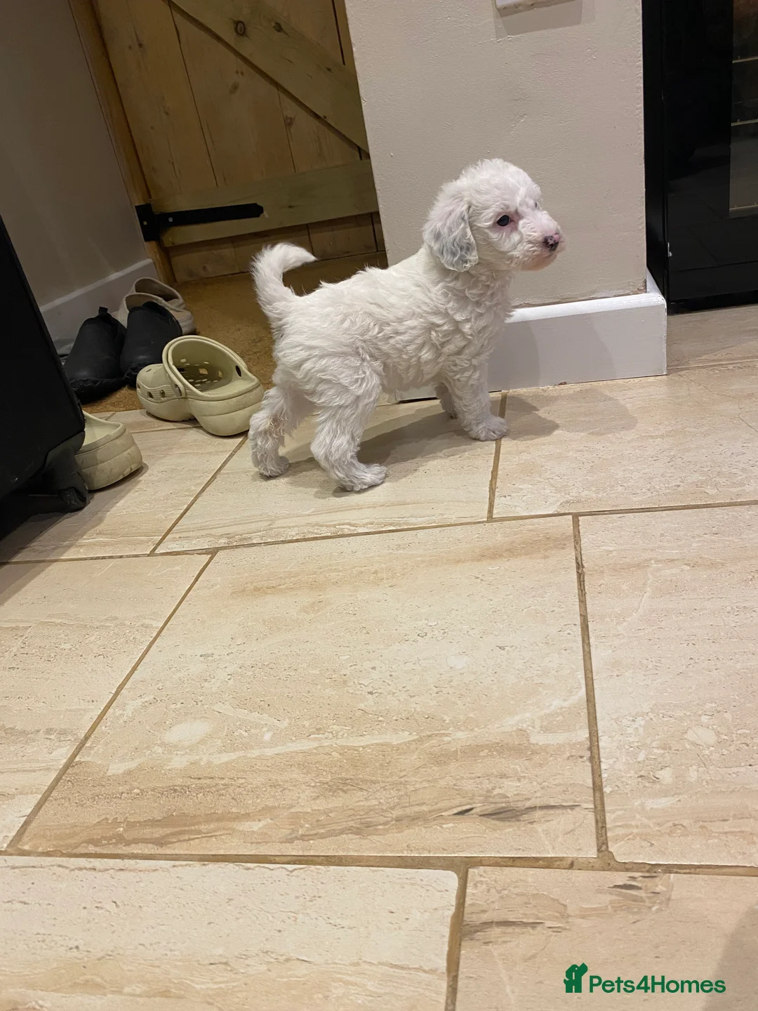 Labradoodle dogs for sale: Australian Labradoodle Puppies - Advert 10
