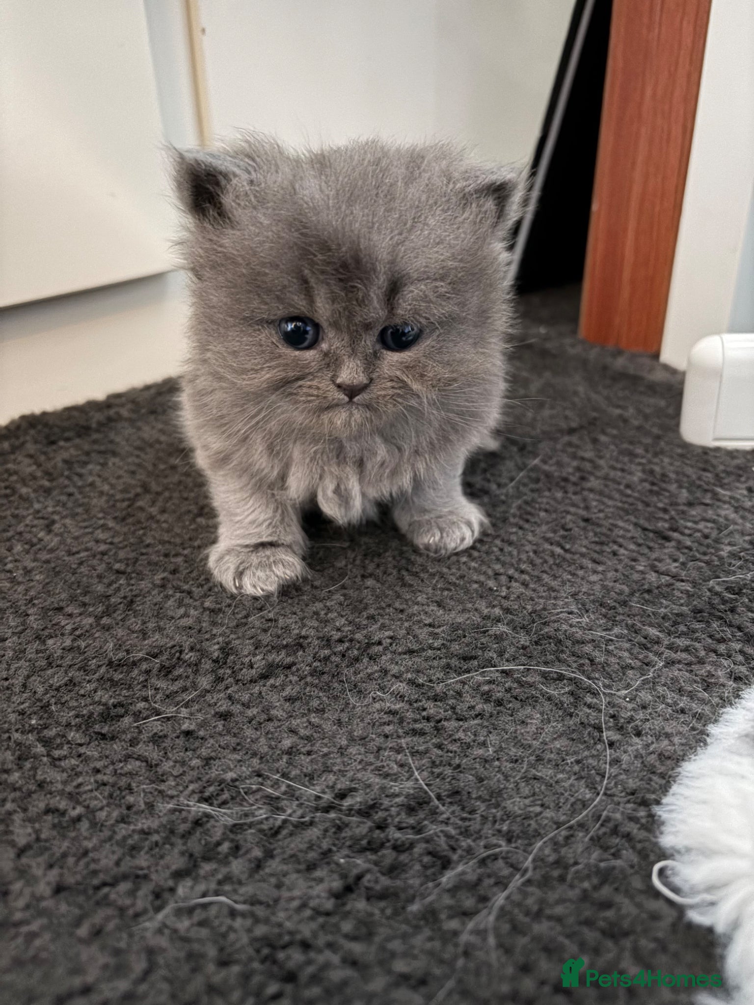 Persian cats British Persians  - Advert 6