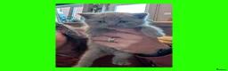 British Shorthair cats for sale: 5 Stunning Lilac Shorthair Kittens For Sale - Advert 10