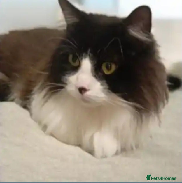 British Shorthair cats 🌸 Meet Luna & Bella – Ready for Adoption 🌸 - Advert 1