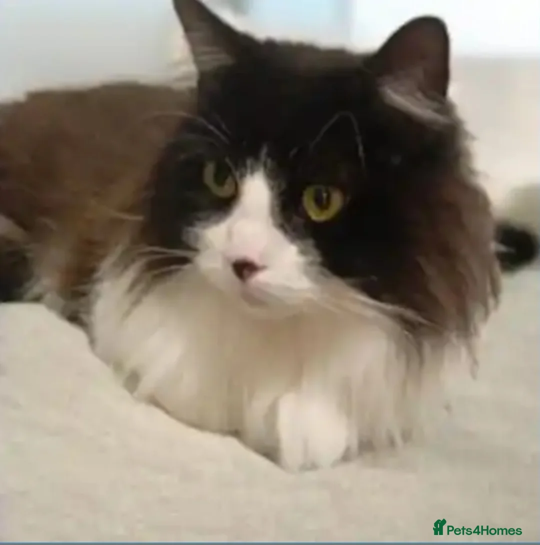 British Shorthair cats for adoption: 🌸 Meet Luna & Bella – Ready for Adoption 🌸 - Advert 1