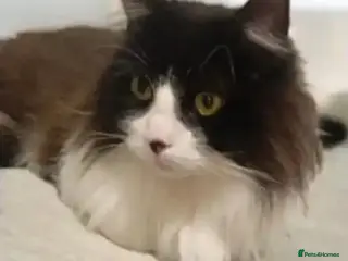 British Shorthair cats 🌸 Meet Luna & Bella – Ready for Adoption 🌸 - Advert 1