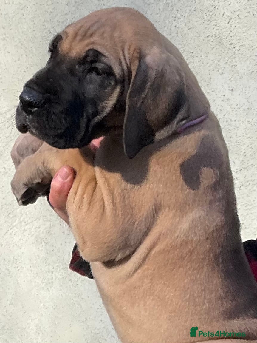 Great Dane dogs Primus Great Danes - Advert 1