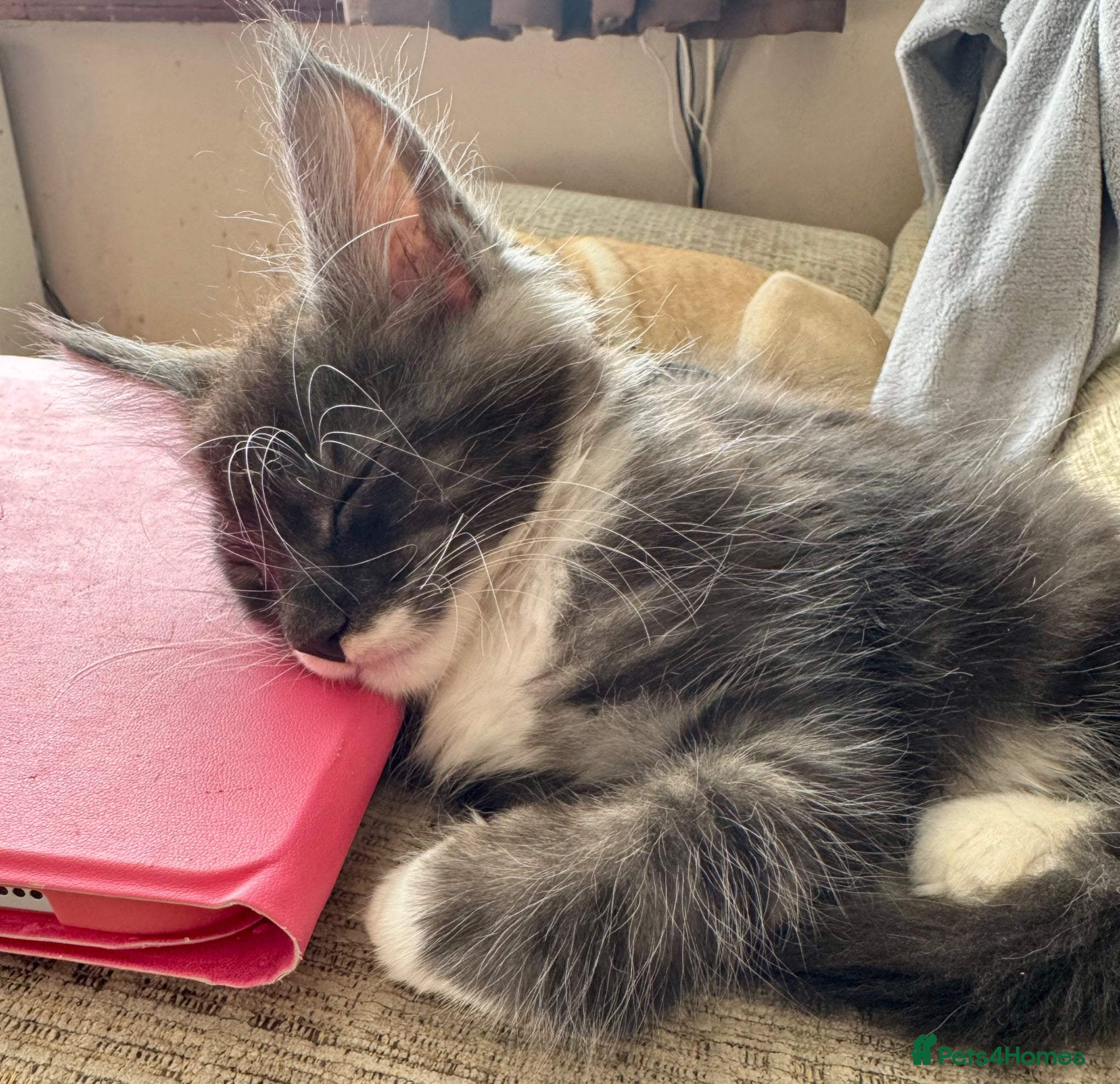 Maine Coon cats PEDIGREE MAINE COON KITTENS 3 boys/3girls - Advert 2