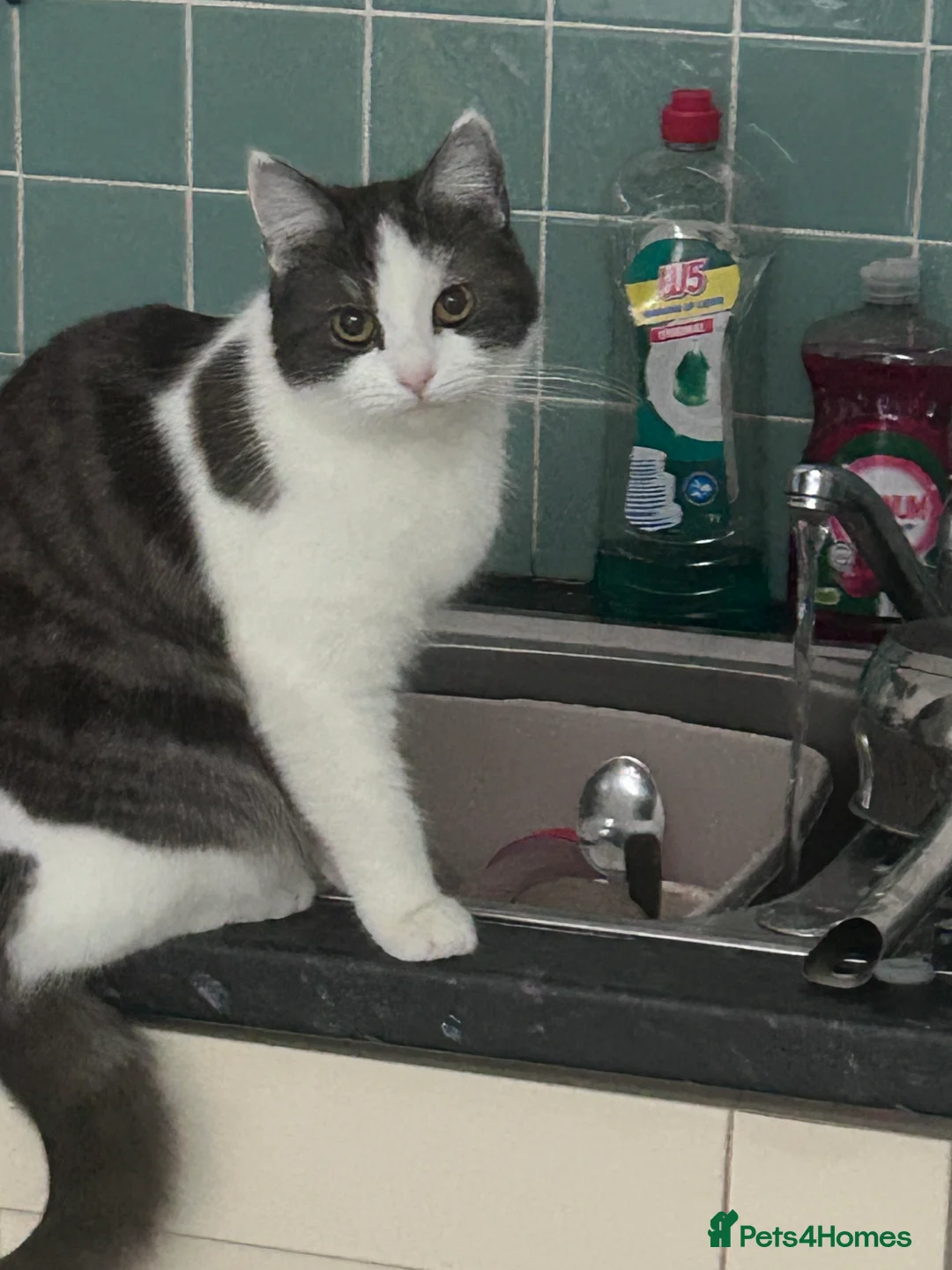 Mixed Breed cats for sale: Ready to leave 2nd may in Leicester - Advert 2