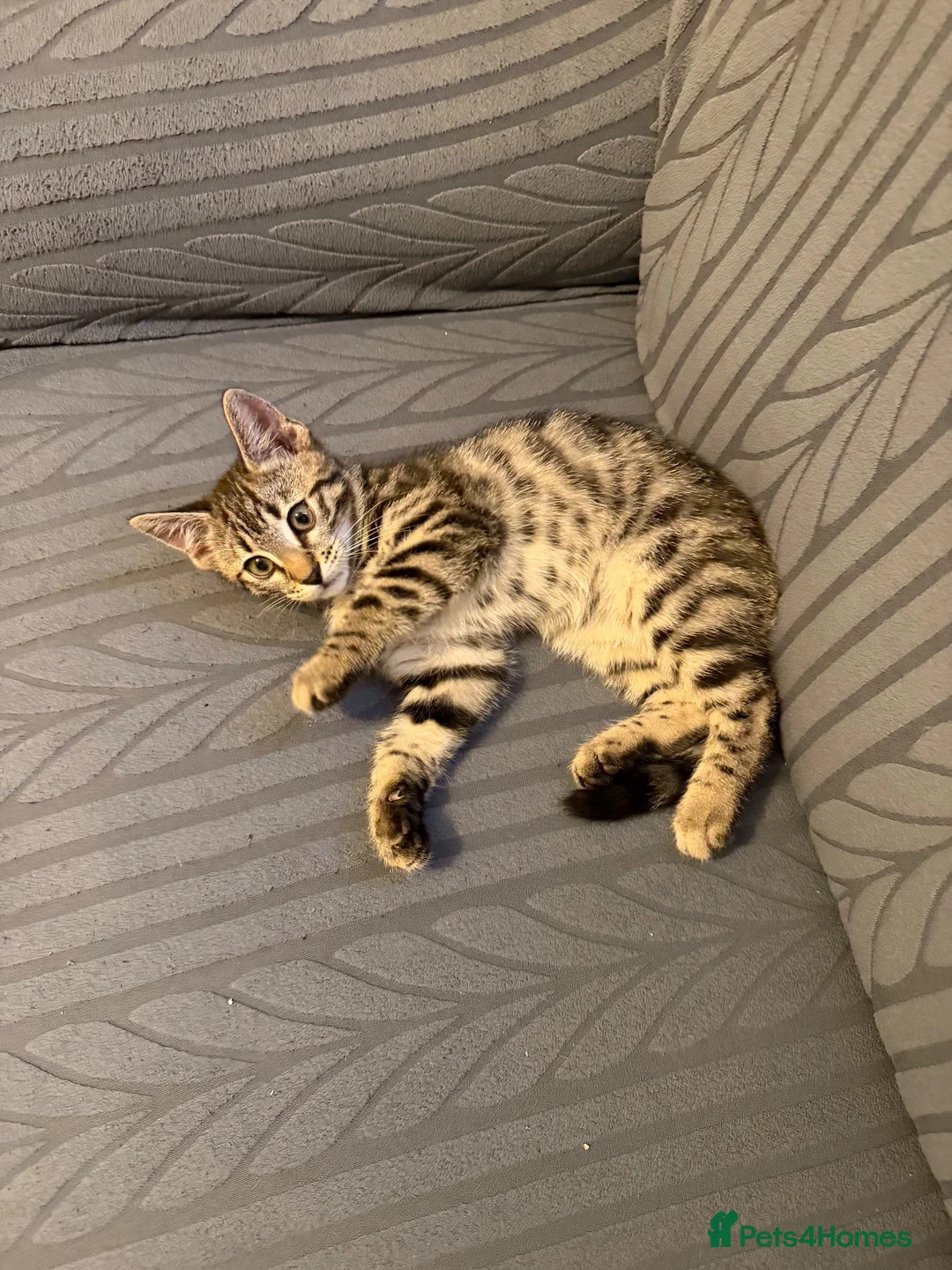 Bengal cats for sale: Bengal X Tabby kittens Available!!  - Advert 5