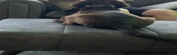 Cocker Spaniel dogs for sale: MeetMilo  - Advert 10