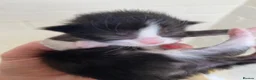 Mixed Breed cats for sale: Three beautiful kittens  - Advert 1