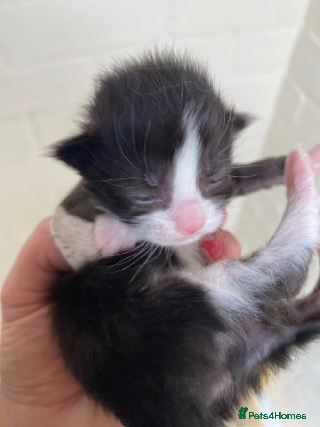Mixed Breed cats for sale: Three beautiful kittens  - Advert 1