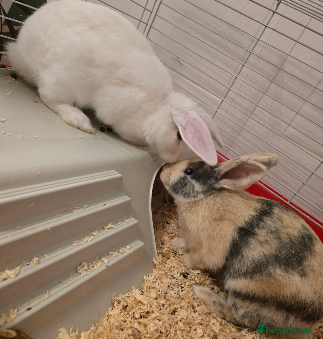 Rex rabbits for sale: Mini rex - Advert 1