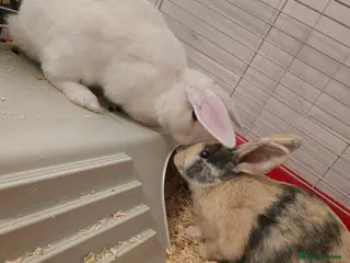 Rex rabbits Mini rex - Advert 1