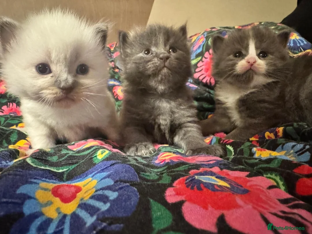 Ragdoll cats for sale: Last Boy x Ragdoll Dark grey kitten - Advert 1