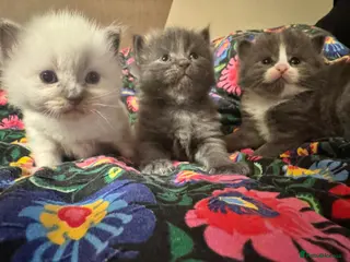 Ragdoll cats Last Boy x Ragdoll Dark grey kitten - Advert 1