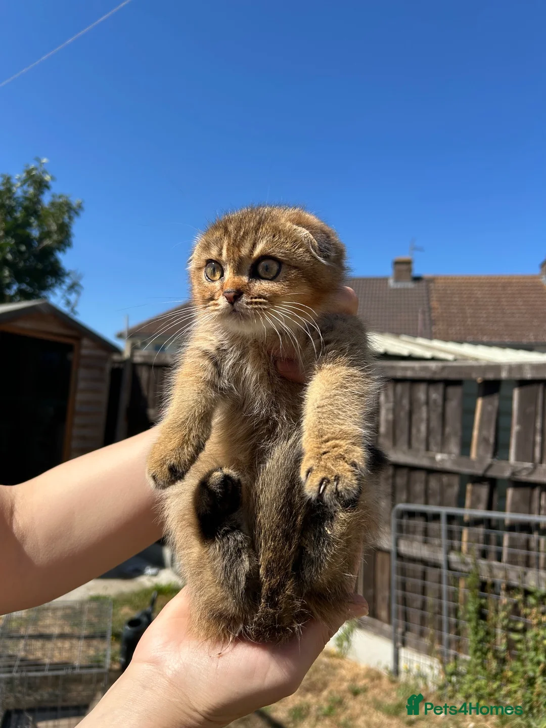 Scottish Fold cats for sale: Scottish Fold Kittens Looking for Loving Homes🏡❤️ - Advert 15