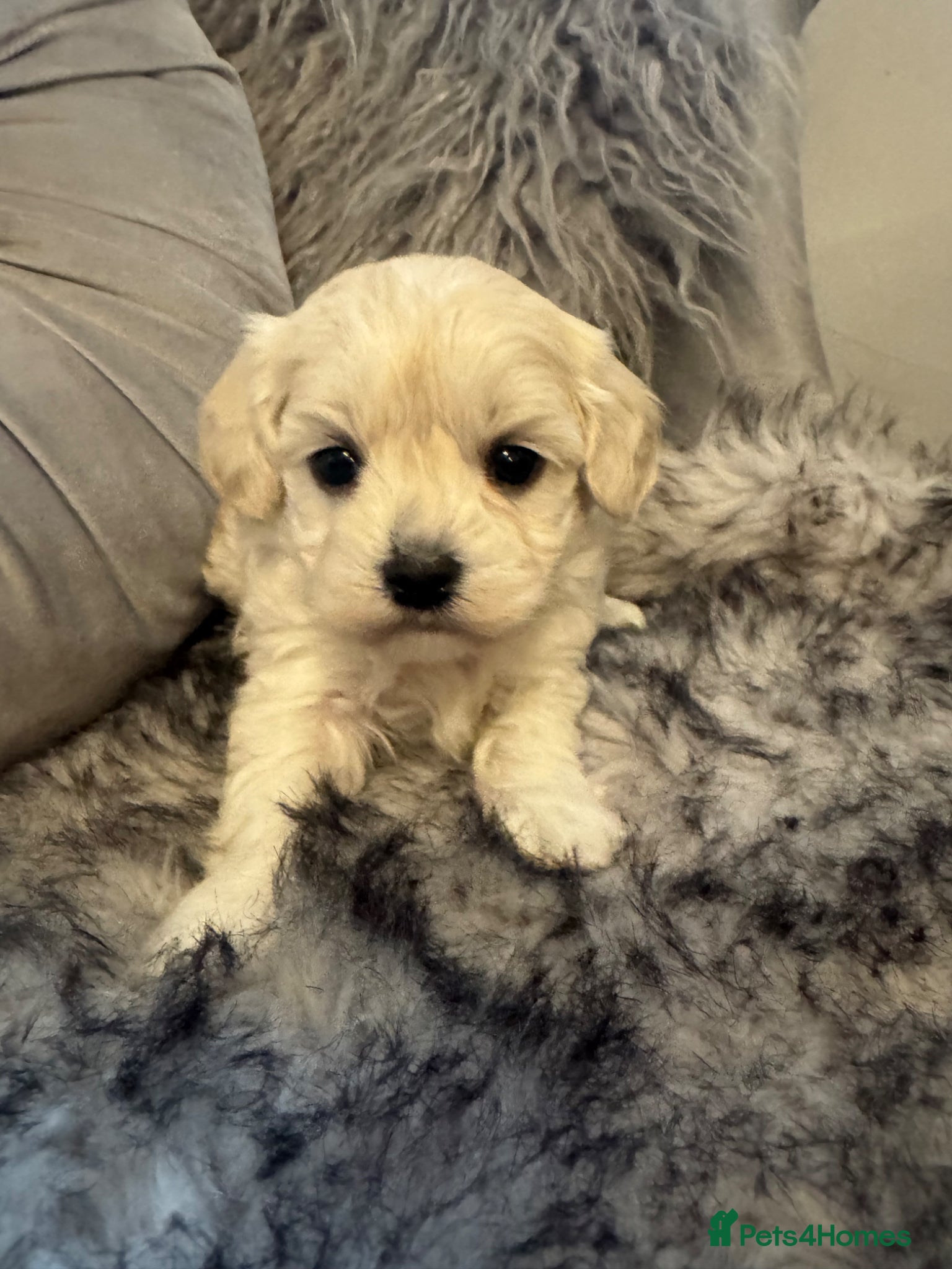 Maltipoo dogs Teddy bear maltipoo puppies  - Advert 4