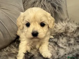 Maltipoo dogs Teddy bear maltipoo puppies - Advert 4