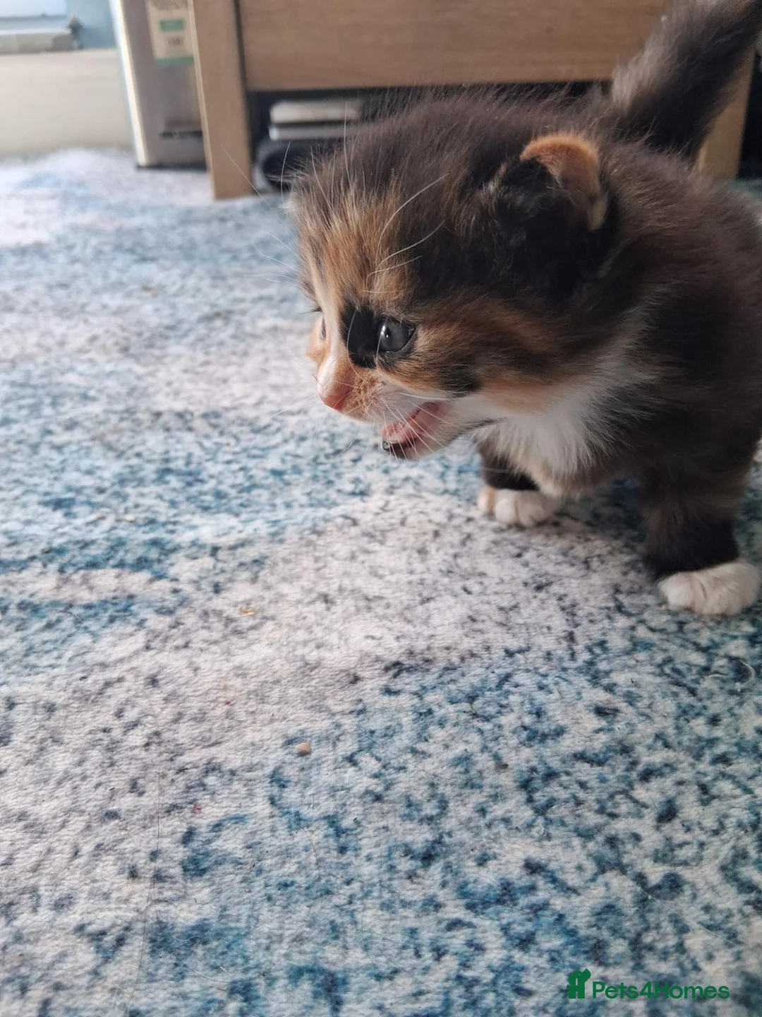 British Longhair cats for sale: Extremely friendly fluff balls - Advert 2