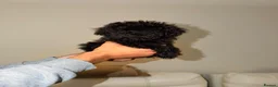 Miniature Poodle dogs for sale: BLACK  **  POODLE FOR SALE £1200 - Advert 1