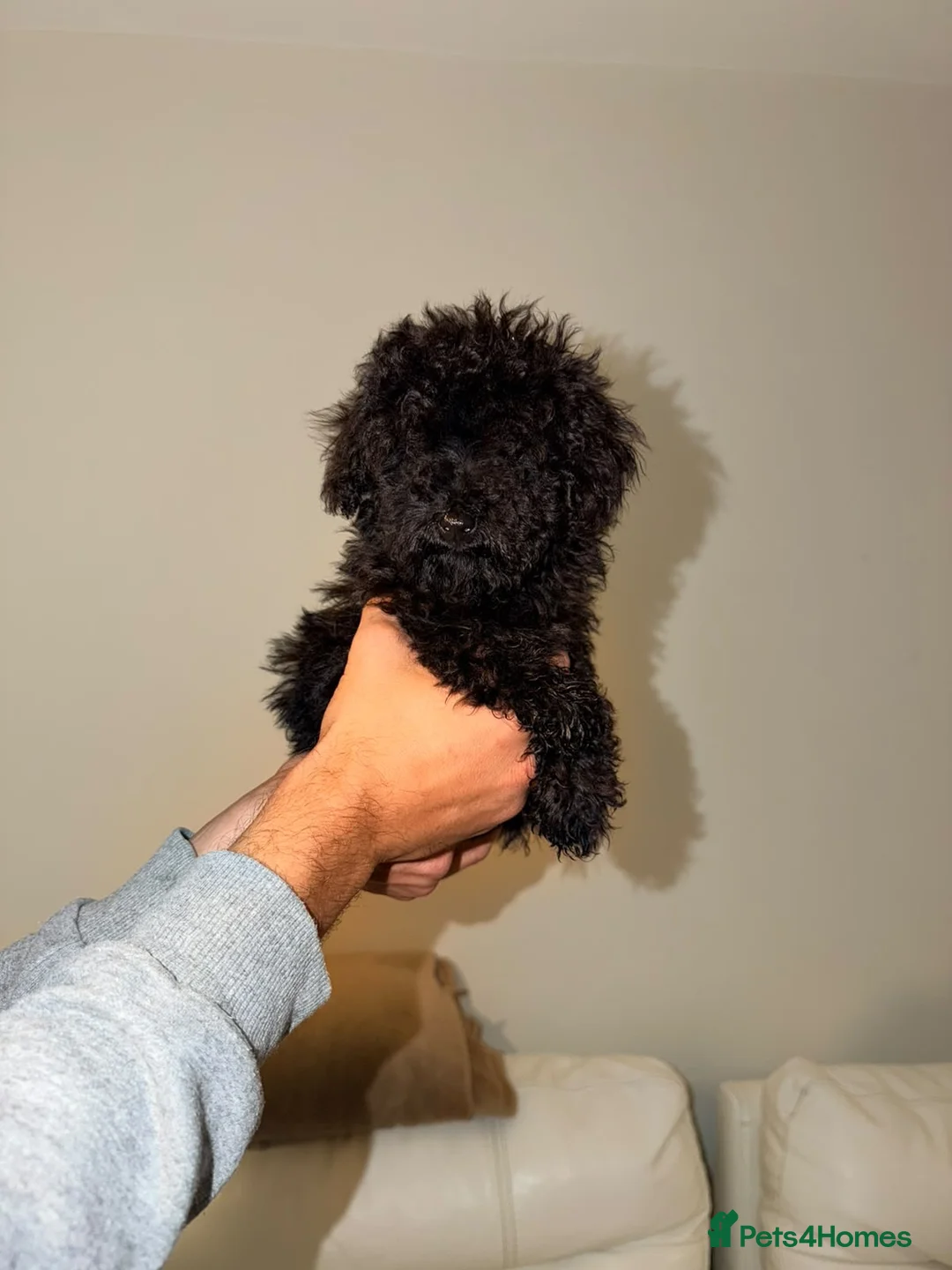 Miniature Poodle dogs for sale: BLACK  **  POODLE FOR SALE £1200 - Advert 1