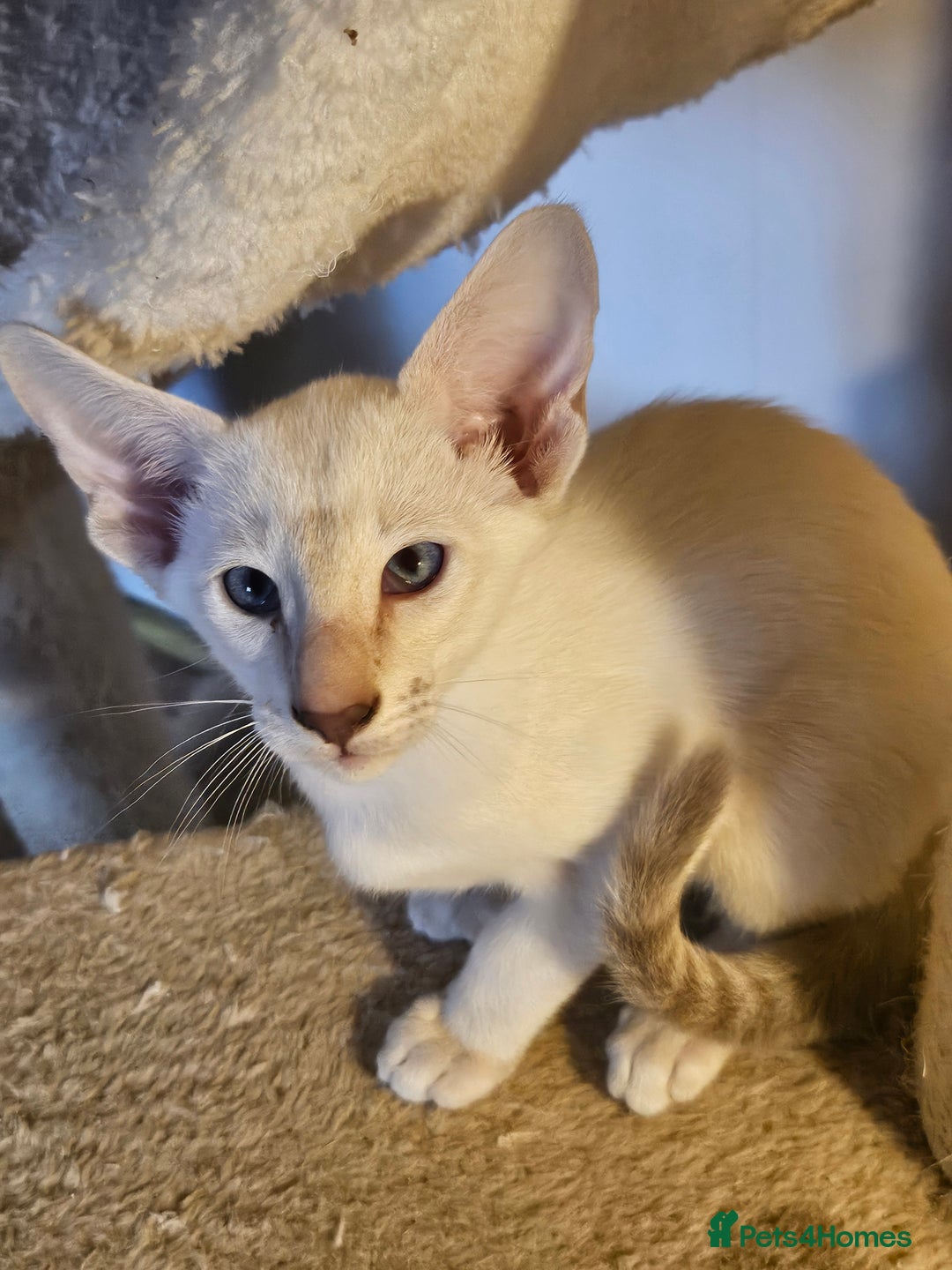 Siamese cats for sale: Two Male Siamese Kittens Looking for New Slaves - Image 4