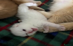 British Shorthair cats for sale: Gorgeous GCCF Ny12 + white kittens  - Image 4