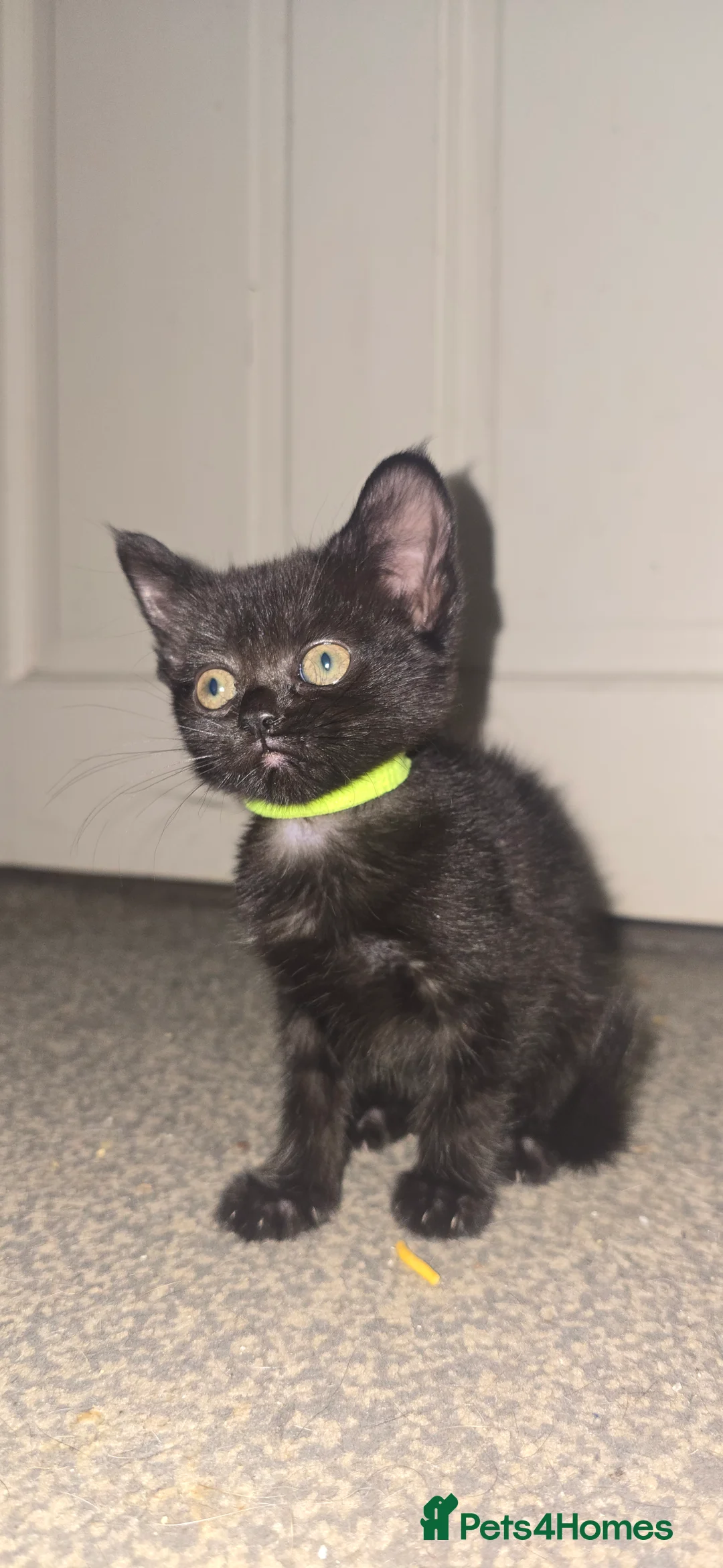 Mixed Breed cats for sale: 4 kittens for sale, 3 girls 1 boy - Advert 2