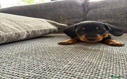 Miniature Dachshund dogs for sale: Miniature Black and Tan Daschund puppies for sale - Image 7