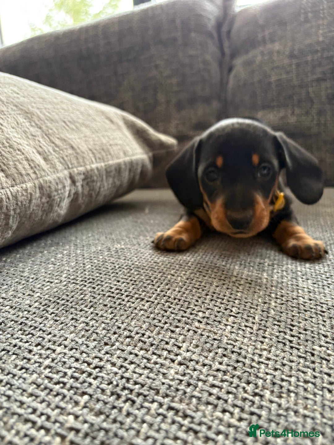 Miniature Dachshund dogs for sale: Miniature Black and Tan Daschund puppies for sale - Image 7
