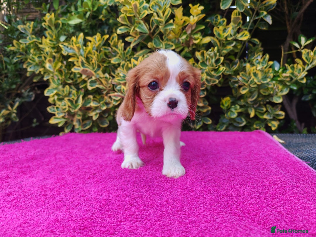 Cavalier King Charles Spaniel dogs for sale: KC Beautiful Cavalier King Charles puppies - Image 22