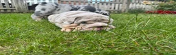 English Bulldog dogs for sale: Top Quality English Bulldog Pups Not Your Usual  in Colchester - Advert 25