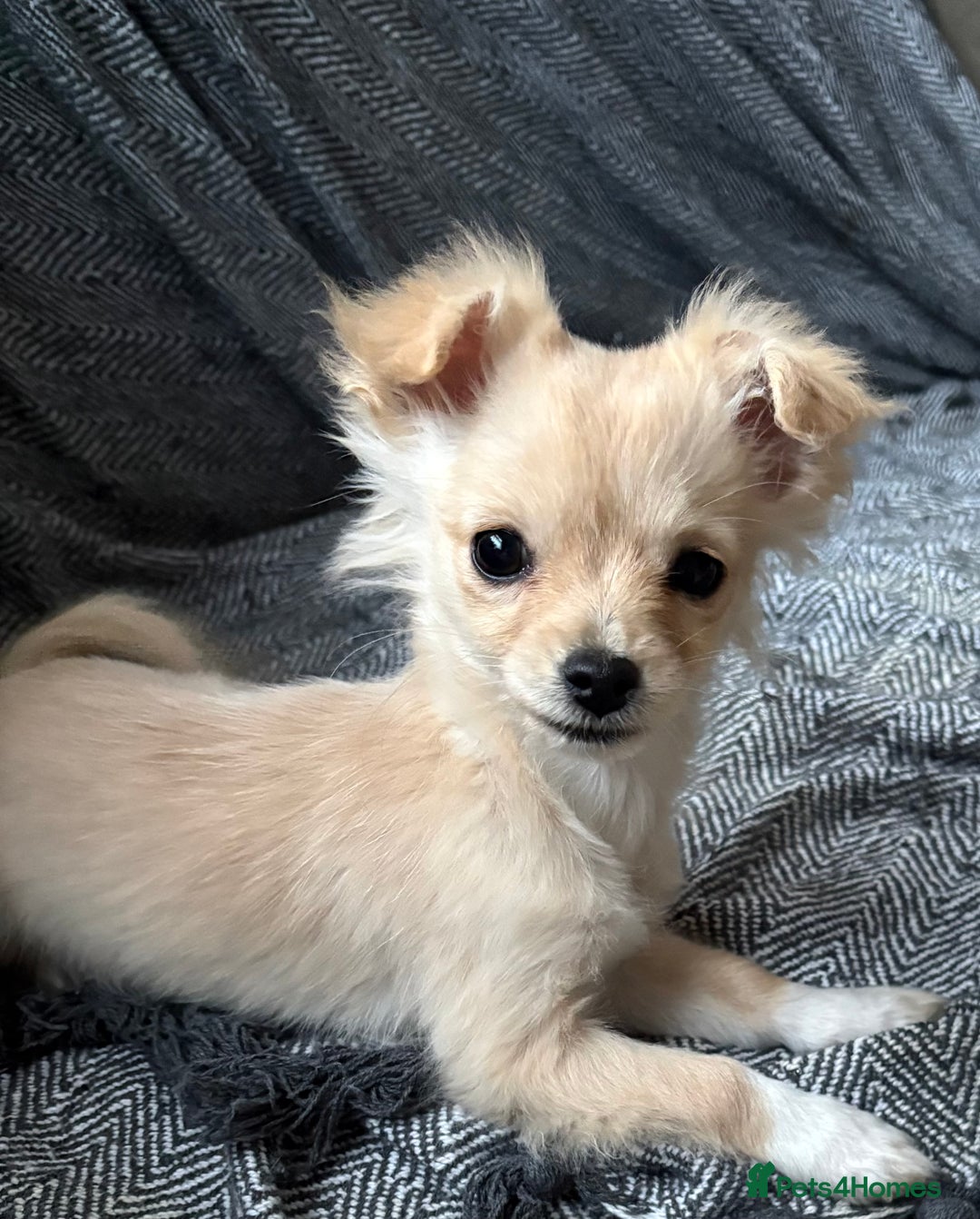 Chihuahua dogs for sale: Two beautiful fluffy chi girls  - Advert 10