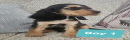 Cocker Spaniel dogs for sale: Ready to go 2 boys left show cocker spaniels - Advert 22
