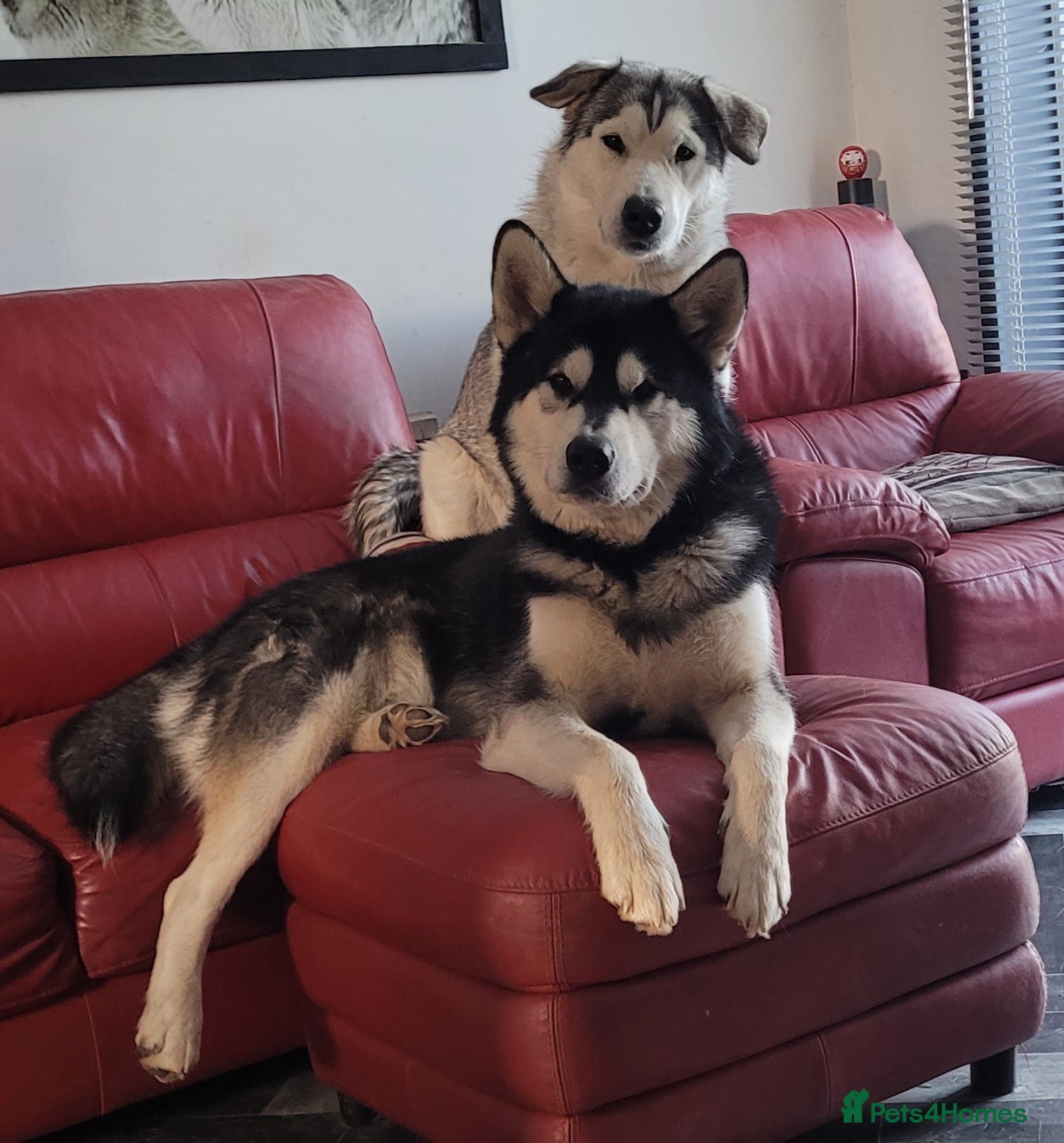 Alaskan Malamute dogs "Proven" Alaskan malamute for stud  in Sheffield - Advert 1